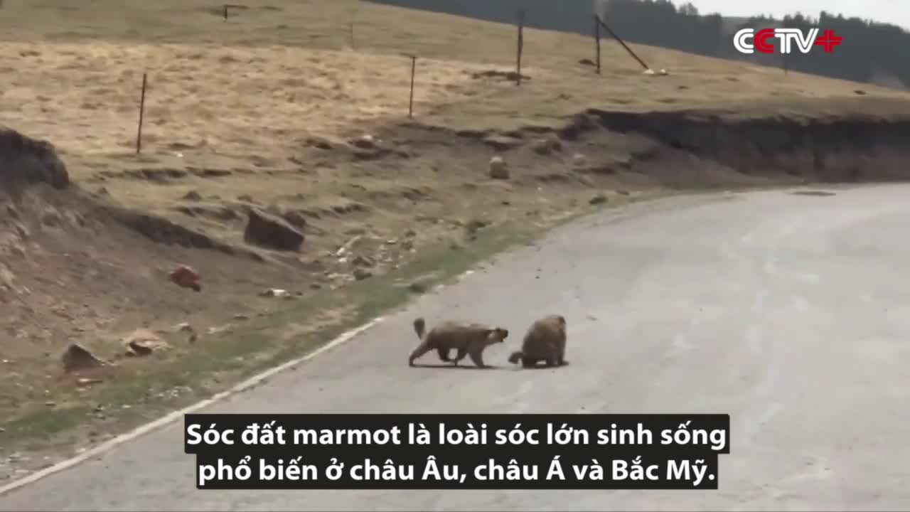 Sóc đất marmot kịch chiến giành bạn tình giữa đường