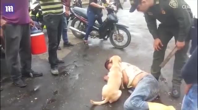 Chủ say xỉn nằm giữa đường, chó kiên quyết không cho ai động vào