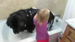 Tí hon tắm chó khổng lồ
