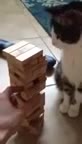 Mèo cũng chơi rút gỗ xịn như người
