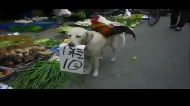 Ngộ nghĩnh chú chó vác gà ra chợ bán
