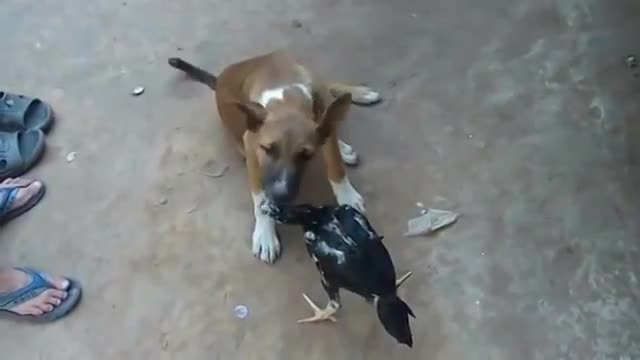 Tình bạn giữa gà và chó