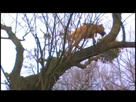 Chú chó siêu leo trèo