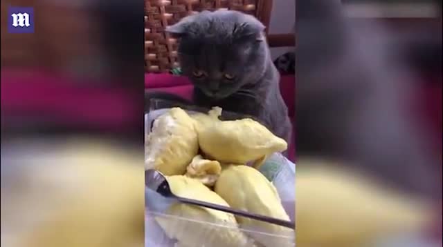 Tò mò ngửi sầu riêng, mèo lăn quay ngất xỉu