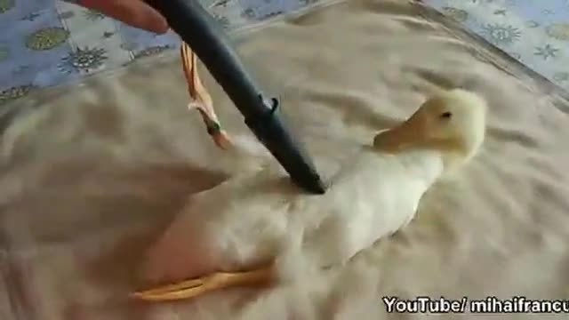 Vịt thích massage