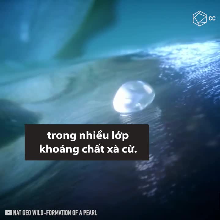 Quá trình hình thành ngọc trai trong tự nhiên