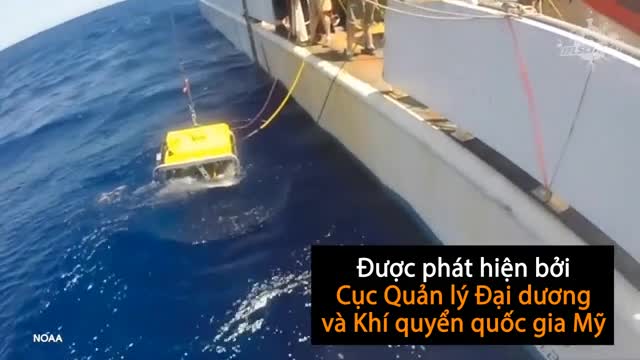 Sinh vật giống hoa bồ công anh dưới đáy biển sâu