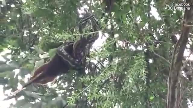 Trăn ngoạm đầu lôi thú có túi lên ngọn cây để nuốt chửng