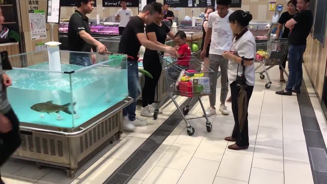 Cá bay ra khỏi hồ nước và nhảy vào xe đẩy của khách đi siêu thị