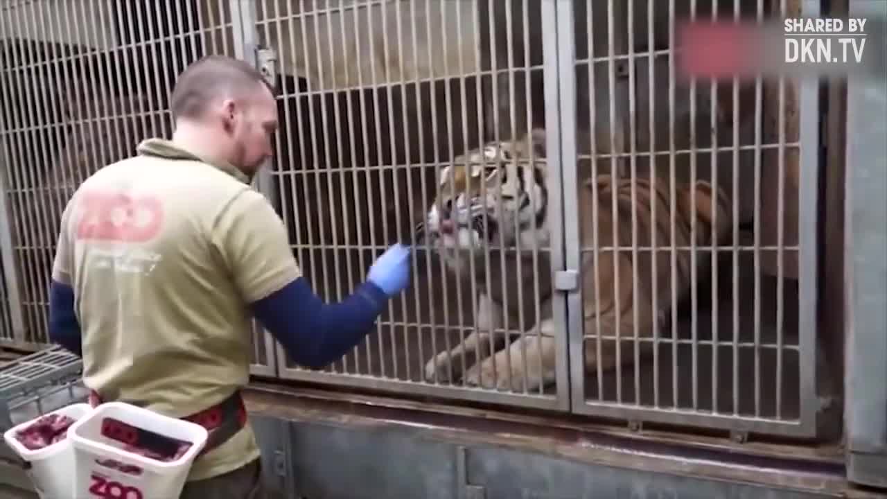 Đây là cách người ta chăm sóc cho chúa tể sơn lâm