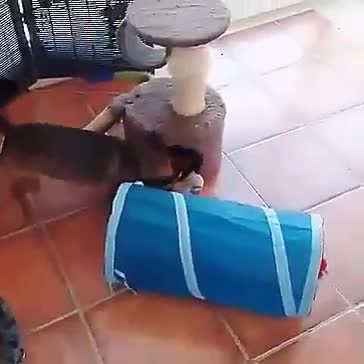 Khi chó phải làm bảo mẫu cho mèo