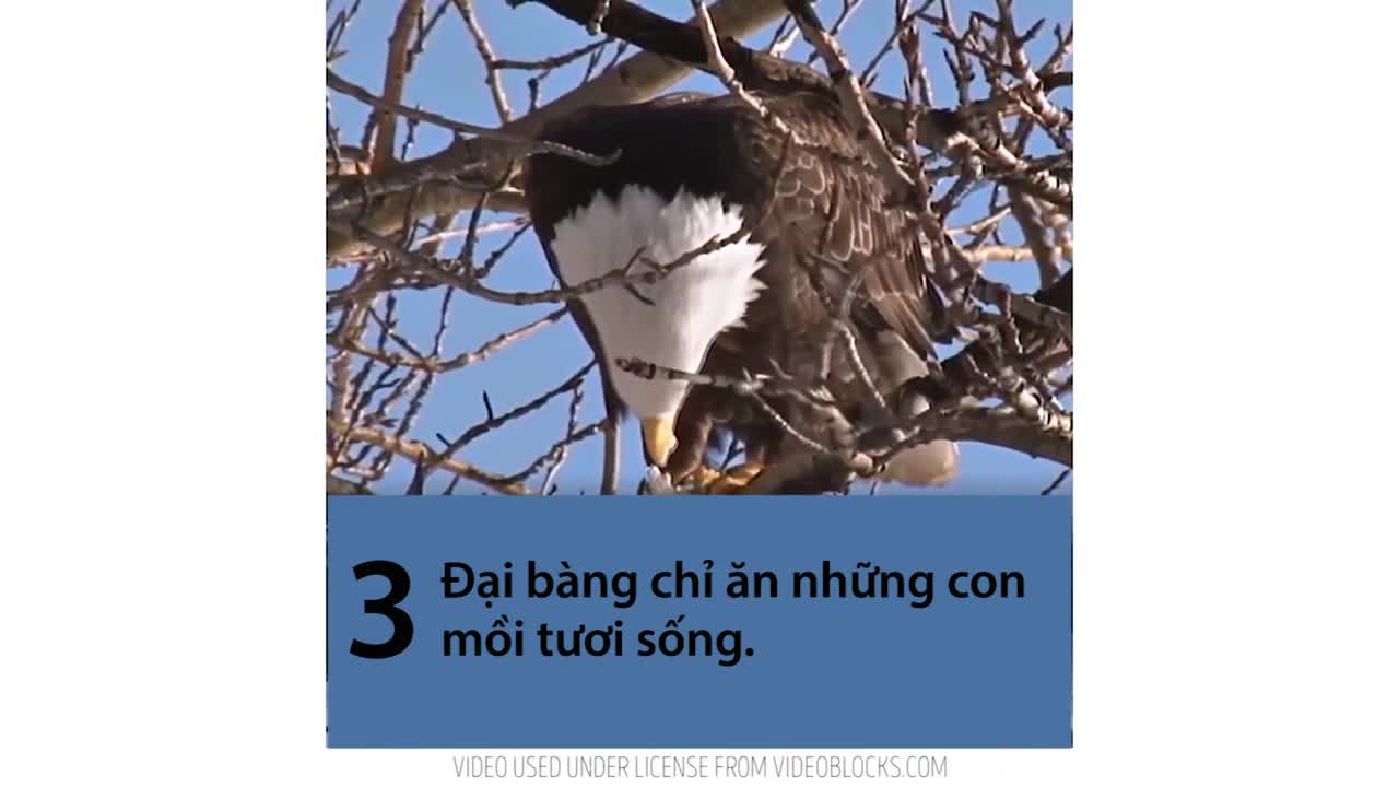 7 bài học cuộc sống đại bàng dạy bạn
