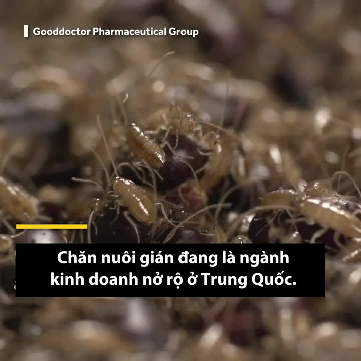 Bên trong trang trại gián lớn nhất hành tinh