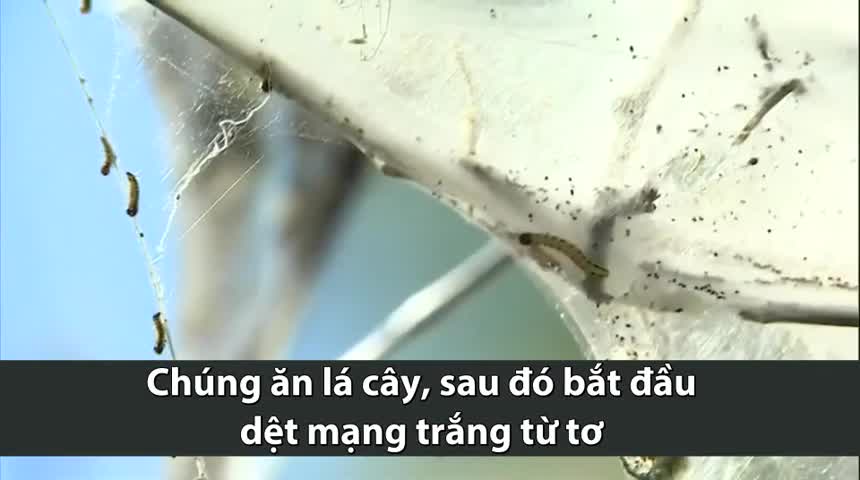 Hàng nghìn sâu bướm dệt mạng phủ trắng cây