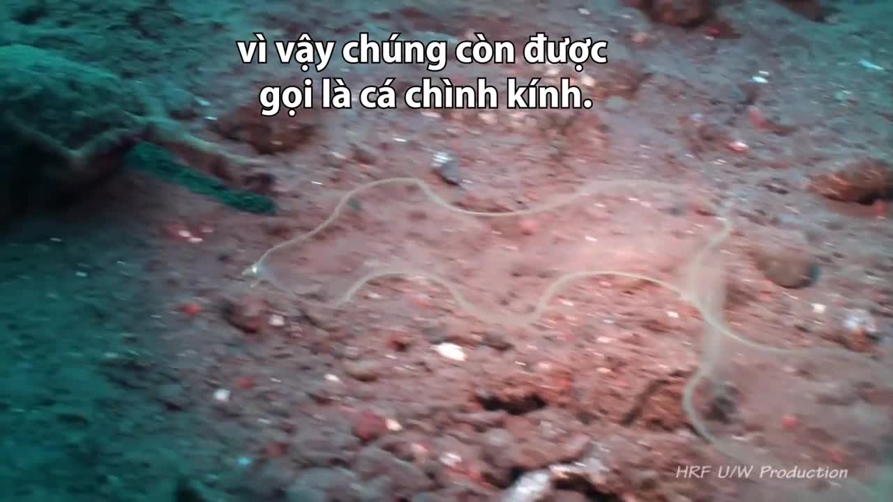 Loài cá trong suốt như thủy tinh sống ở độ sâu 100 mét