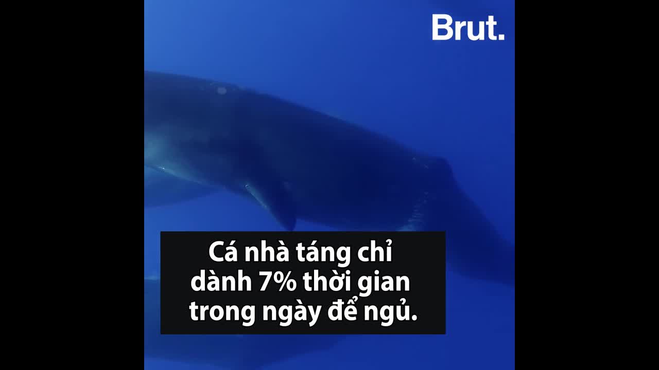 Những loài động vật có thói quen ngủ hiếm gặp