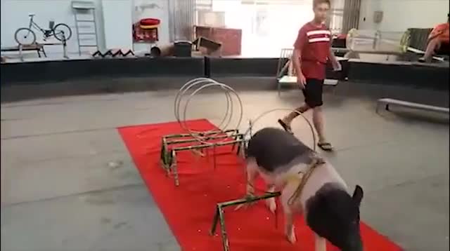 Lợn trổ tài nhảy qua vòng lửa, sút bóng vào lưới