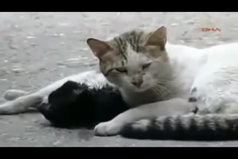Chú mèo cố gắng cứu bạn bị ôtô đâm