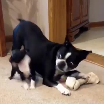 Những con Boss ngáo ngơ nhất hành tinh
