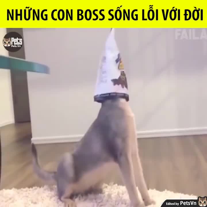 Những con Boss sống lỗi với đời