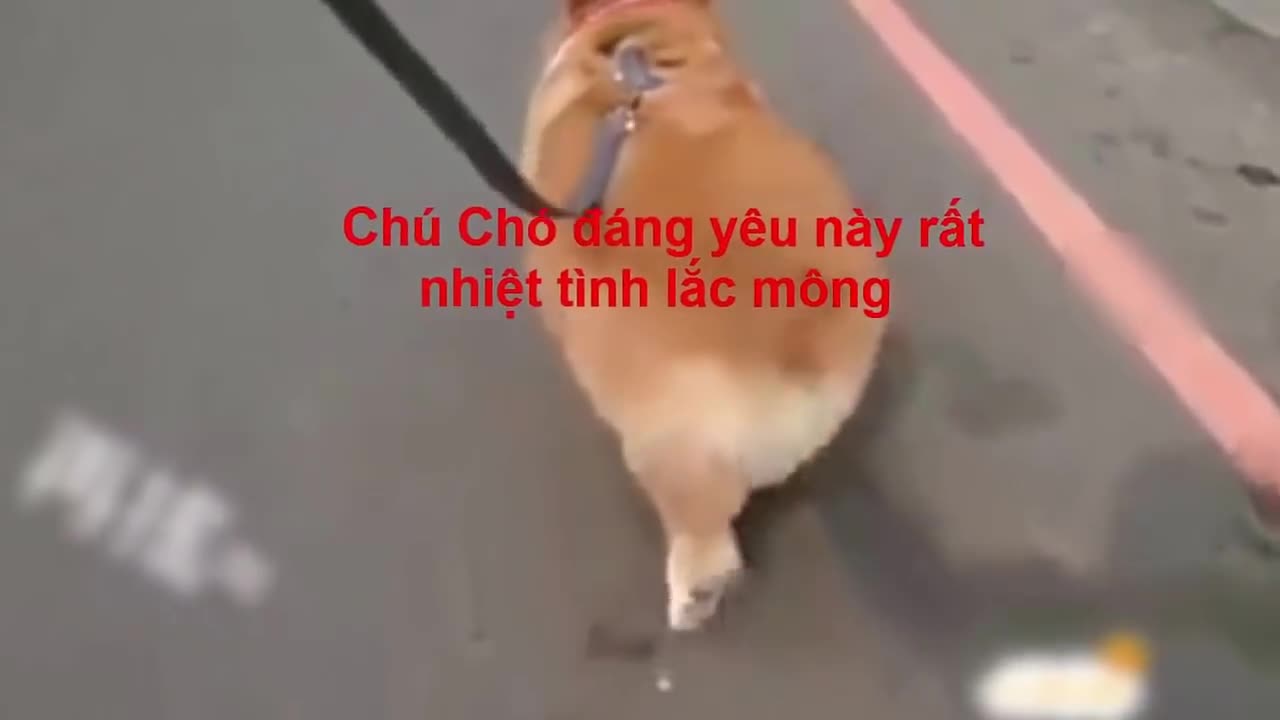Chó corgi lắc mông