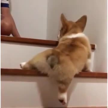 Chó corgi và cặp mông huyền thoại