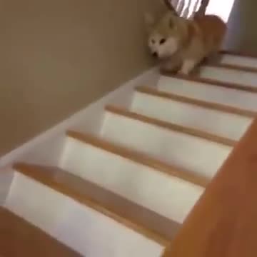 Corgi chân ngắn xuống cầu thang