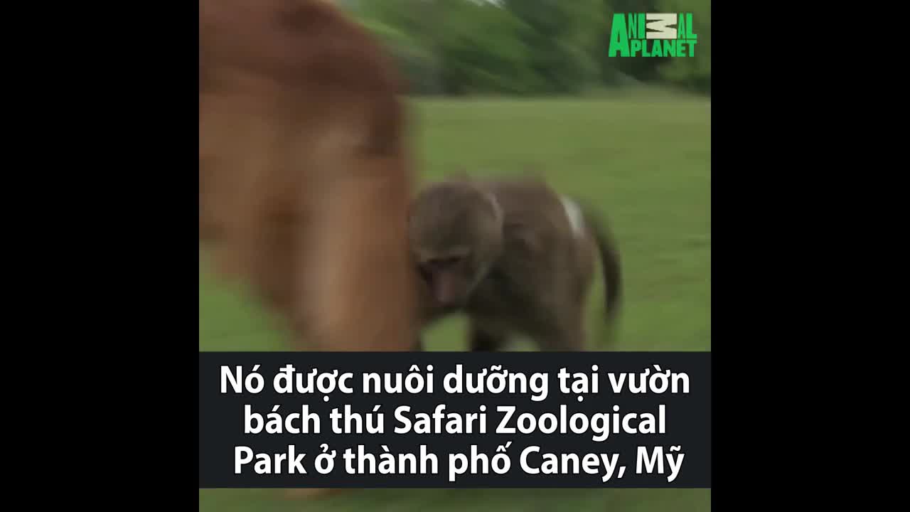 Tình bạn giữa khỉ đầu chó mồ côi và chó vàng
