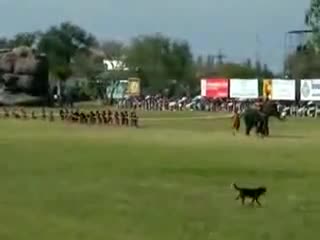 Đoàn người kéo co với voi và cái kết