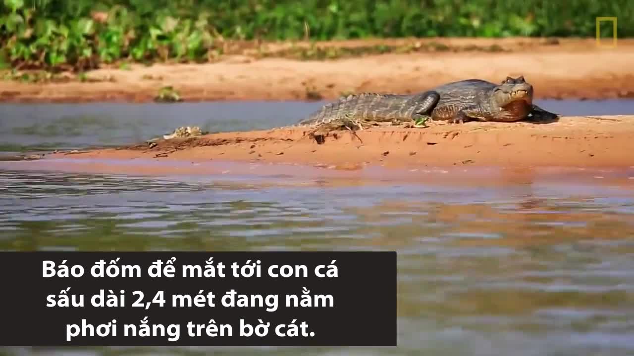 Chiến thuật săn mồi giúp báo đốm hạ gục cá sấu caiman