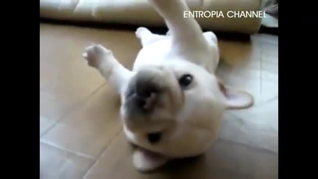 Chó con không lật nổi người.mp4
