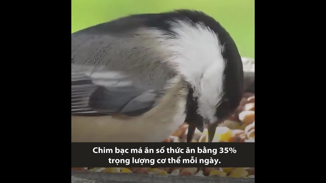Cuộc sống của con người nếu tiến hóa thành chim