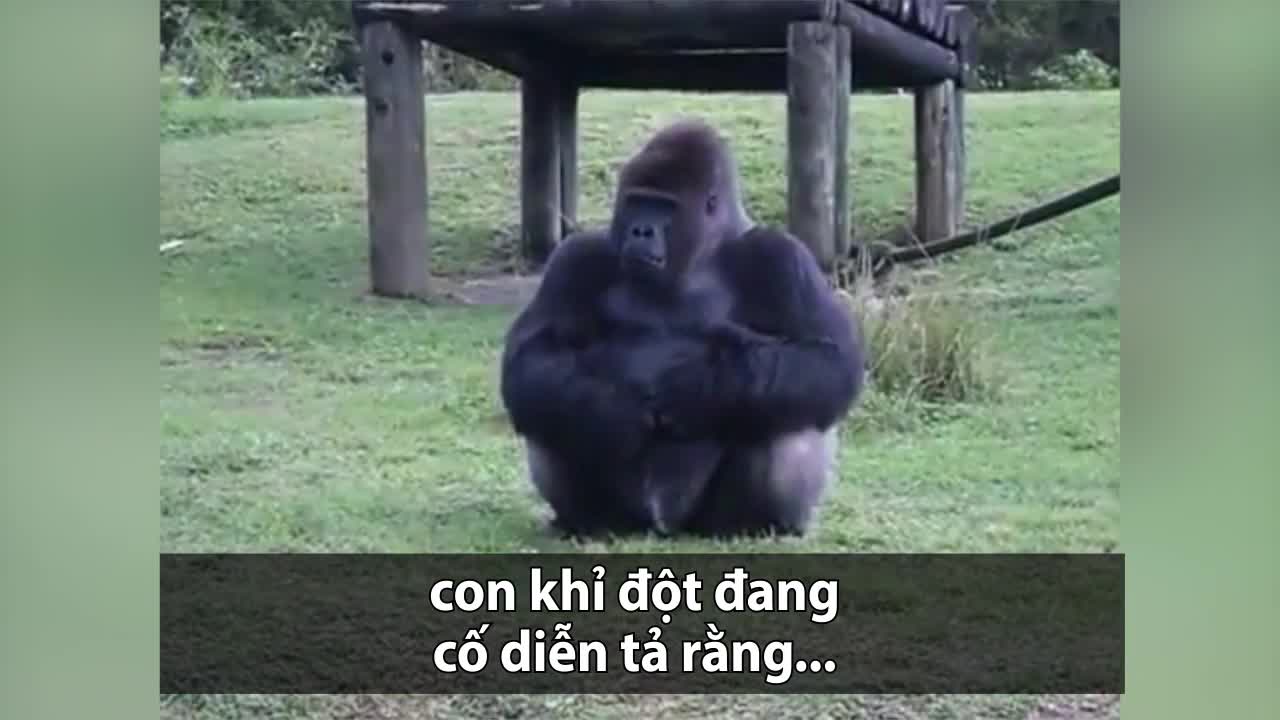 Khỉ đột dùng ký hiệu giao tiếp với người xem tại sở thú Mỹ