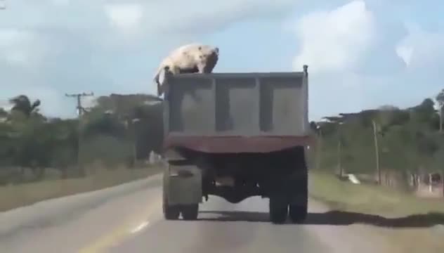 Không muốn bị làm thịt, chú heo nhảy từ nóc xe tải xuống đường