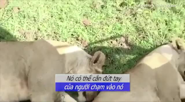 Vuốt lưng sư tử, du khách suýt bị cắt đứt tay