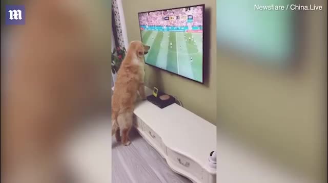 Chó cắm mặt vào TV, xem World Cup chăm chú
