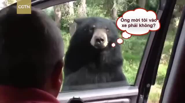 Hú vía khi gấu đen tự tay mở cửa ô tô của du khách