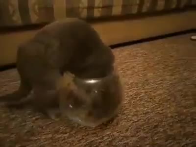 Chú mèo dẻo nhất thế giới