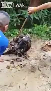 Dân làng hiệp lực dùng tay không giải cứu chú chó bị trăn khổng lồ siết chặt