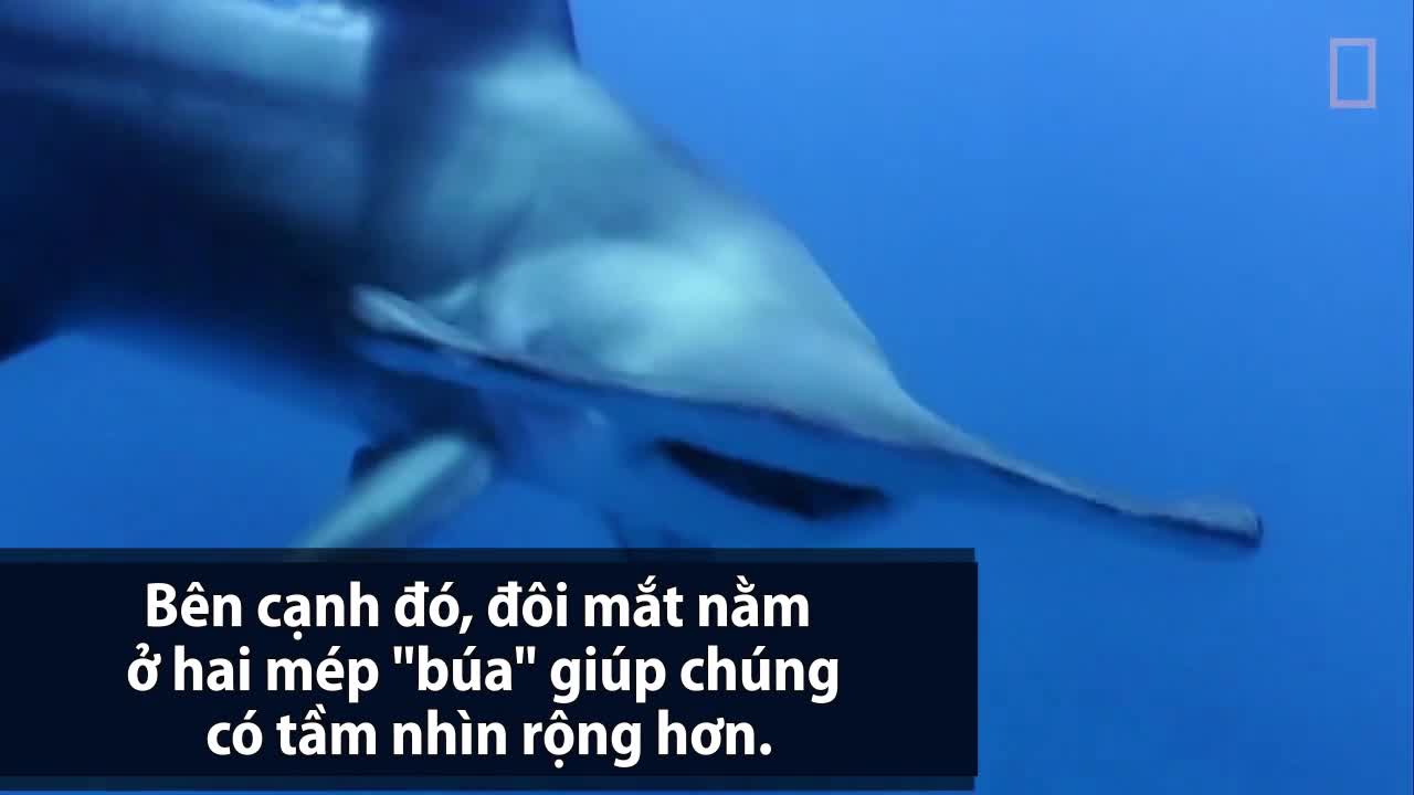 Vũ khí săn mồi độc đáo của cá mập đầu búa