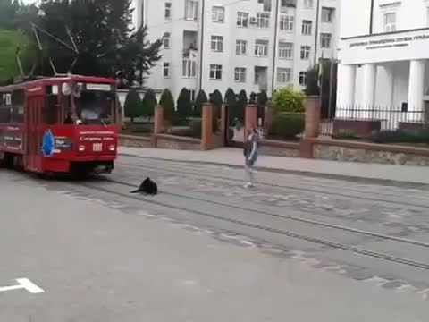 Chú chó lười biếng