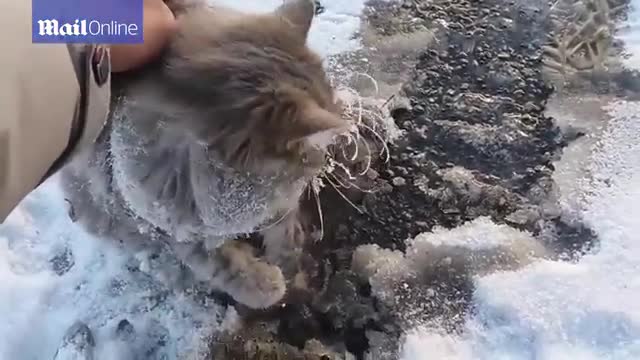 Chú mèo may mắn được cứu sống khi đang bị đóng băng