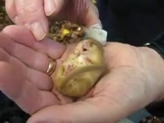 Chú sóc chuột ngủ ngáy