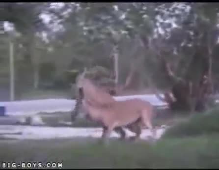 Nai đấm bốc