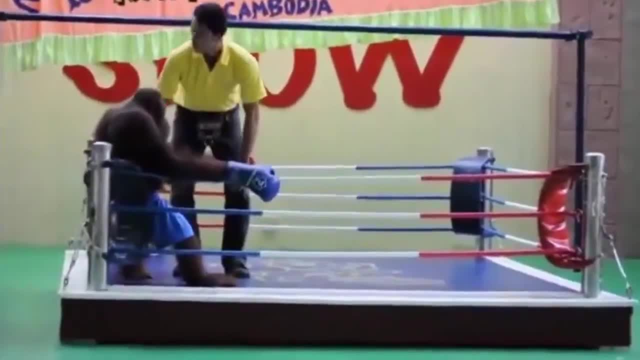 Trọng tài 'no đòn' khi bị hai võ sĩ tấn công