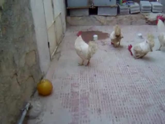 Trận bóng siêu kinh điển của các tuyển thủ gà