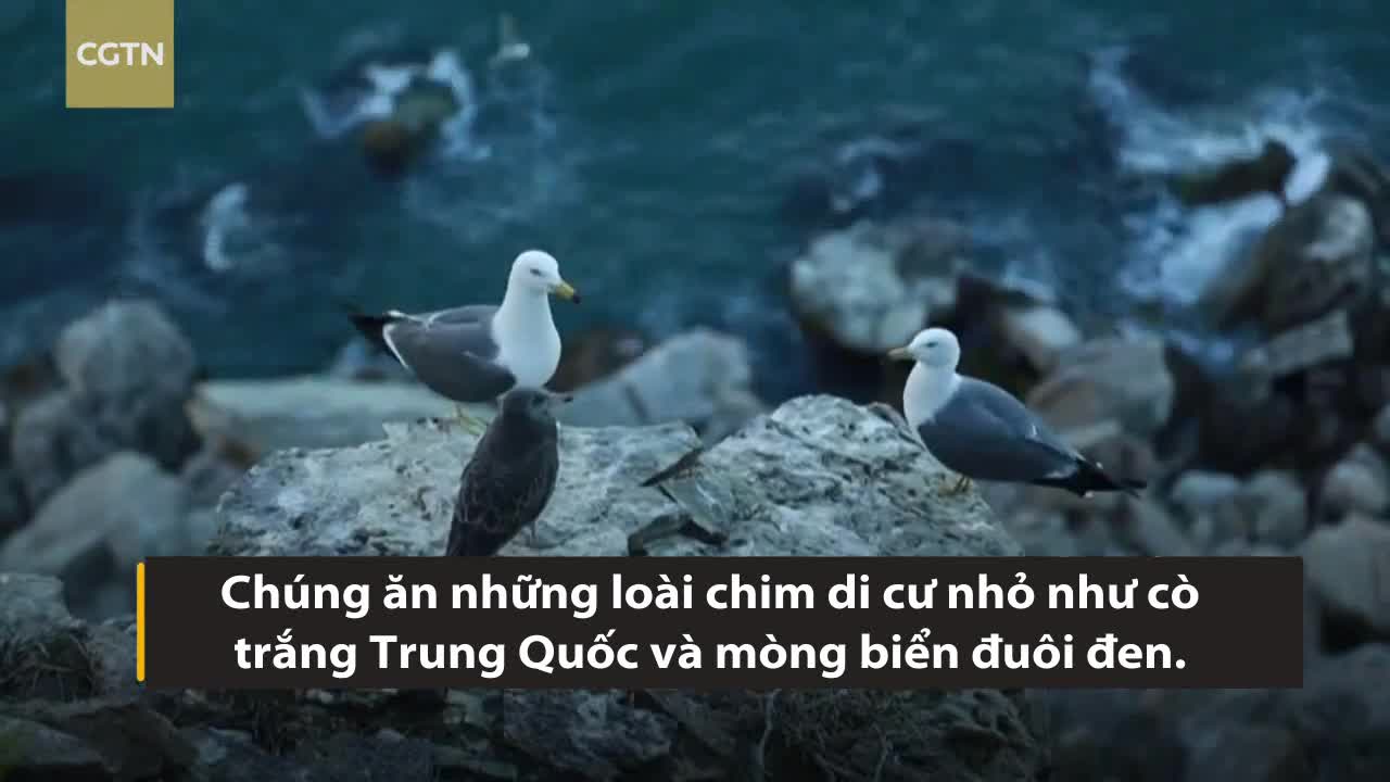 Hòn đảo Trung Quốc là ngôi nhà của 20.000 con rắn độc