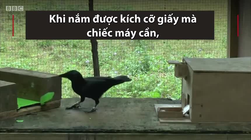 Loài quạ biết sử dụng công cụ để lấy thức ăn