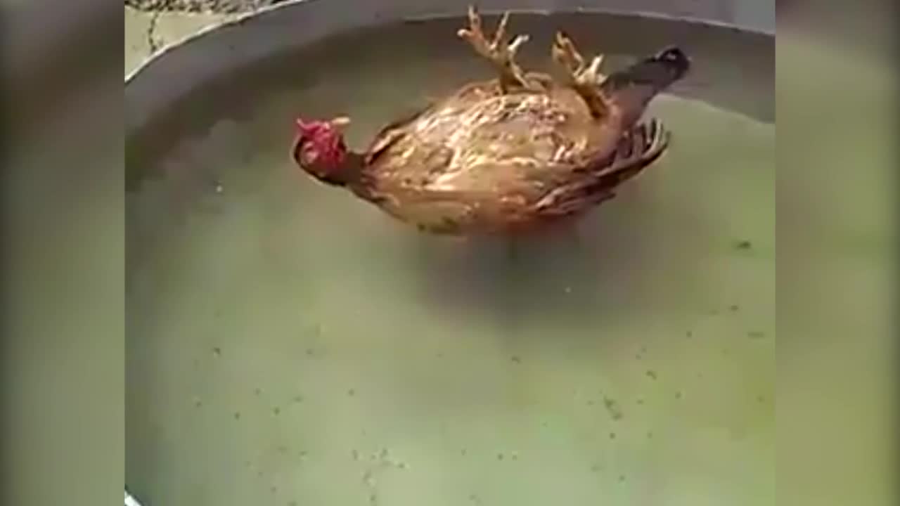 Cách chống nóng 'bá đạo' của gà