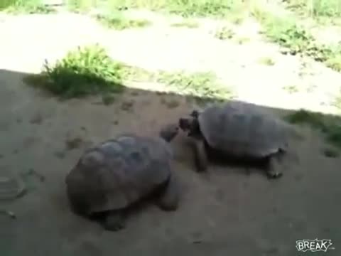 Rùa đánh nhau, chó làm trọng tài